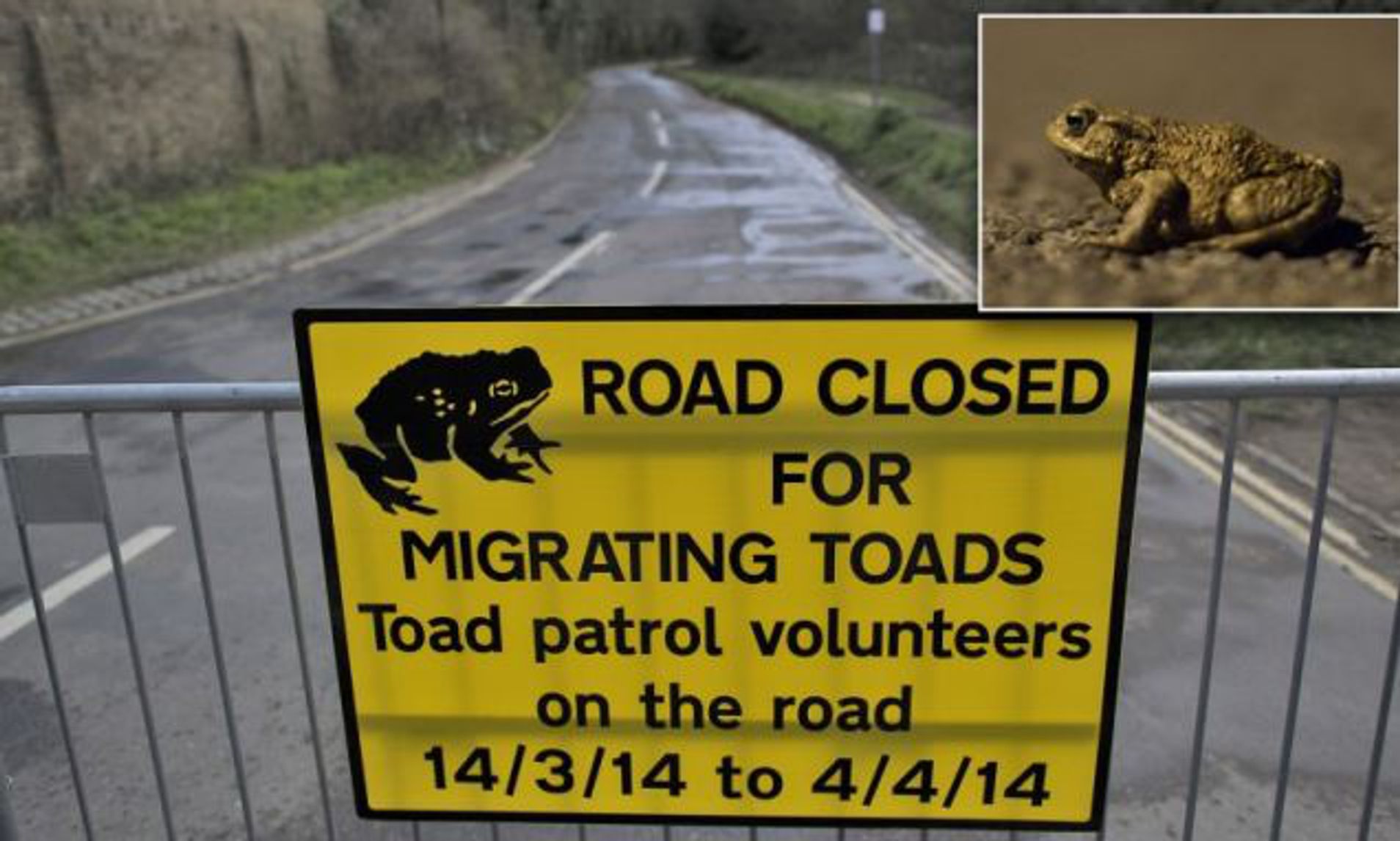 Toad Migration In The UK - Legend FM